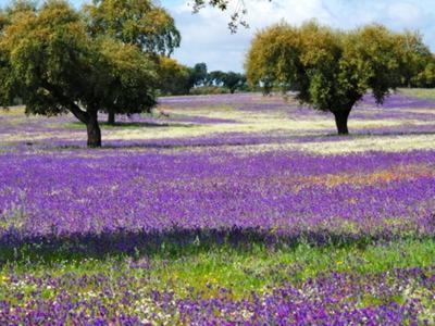 Casa De Campo "La Campanera" Константіна Екстер'єр фото